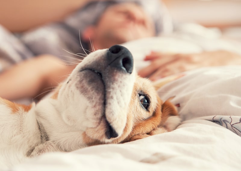 Your Pet’s Impact on Your AC System